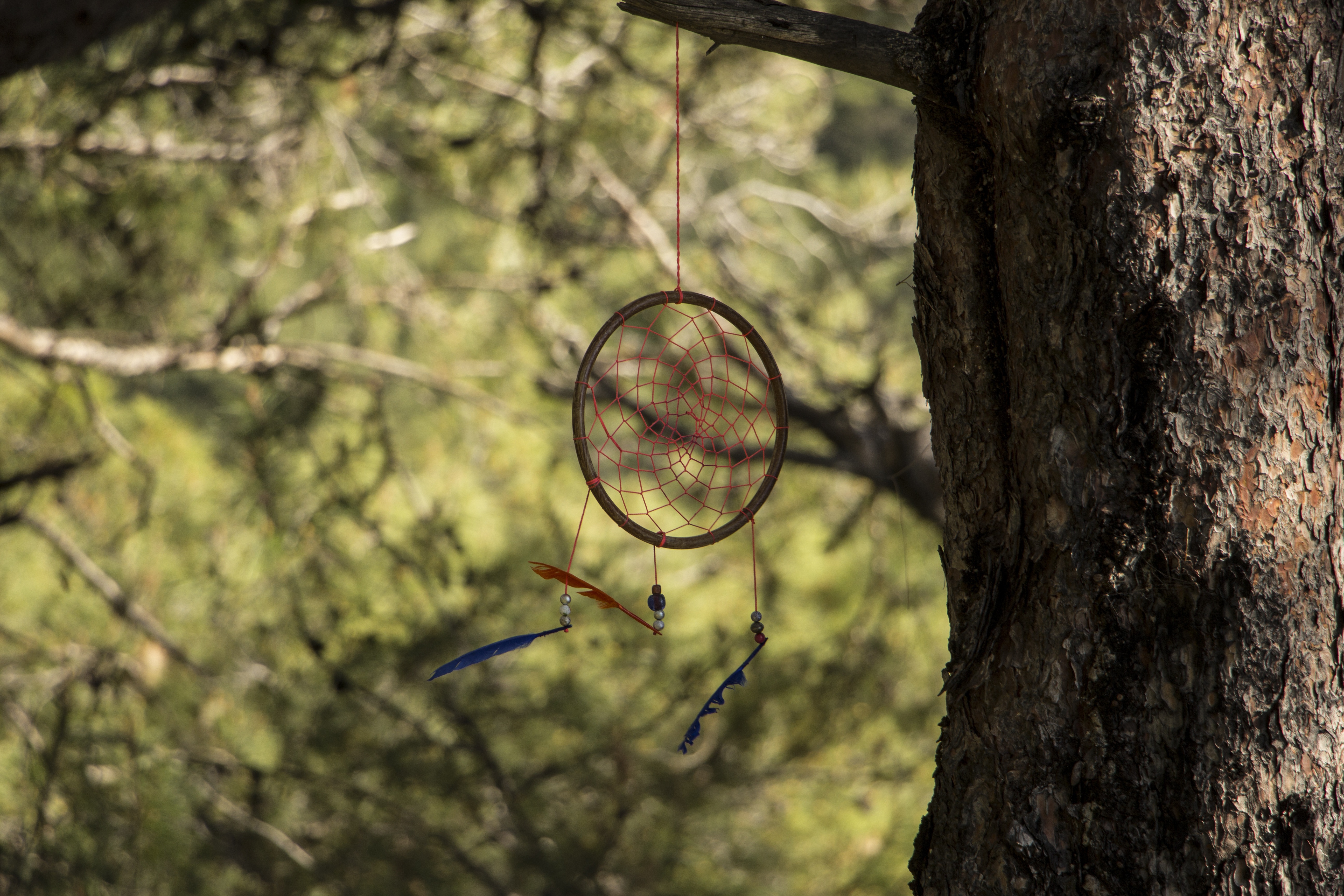 Dreamcatcher on a Tree